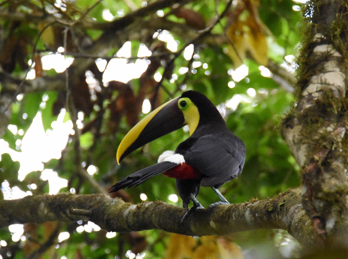 Yellow-throated Toucan (Chestnut-mandibled) - ML26289821