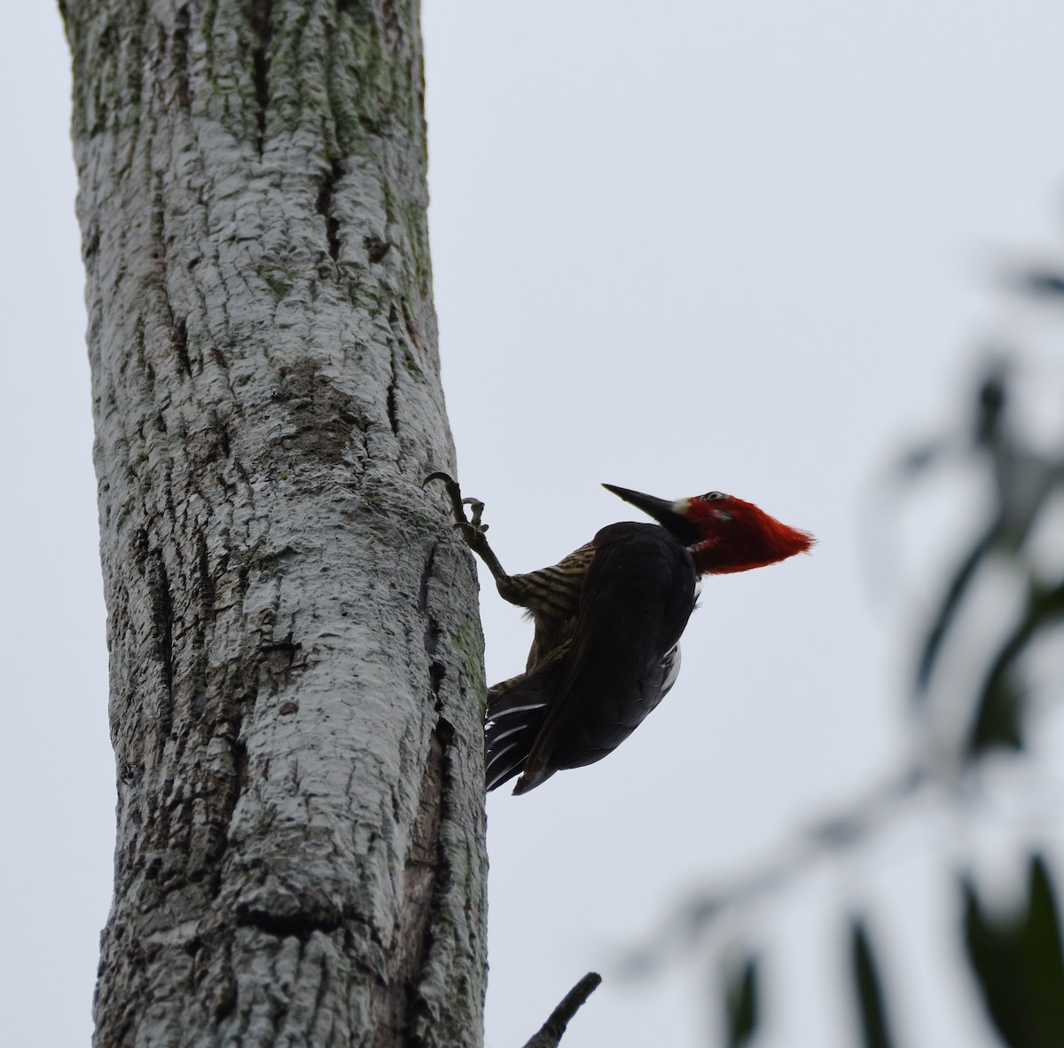 Crimson-crested Woodpecker - ML26290021