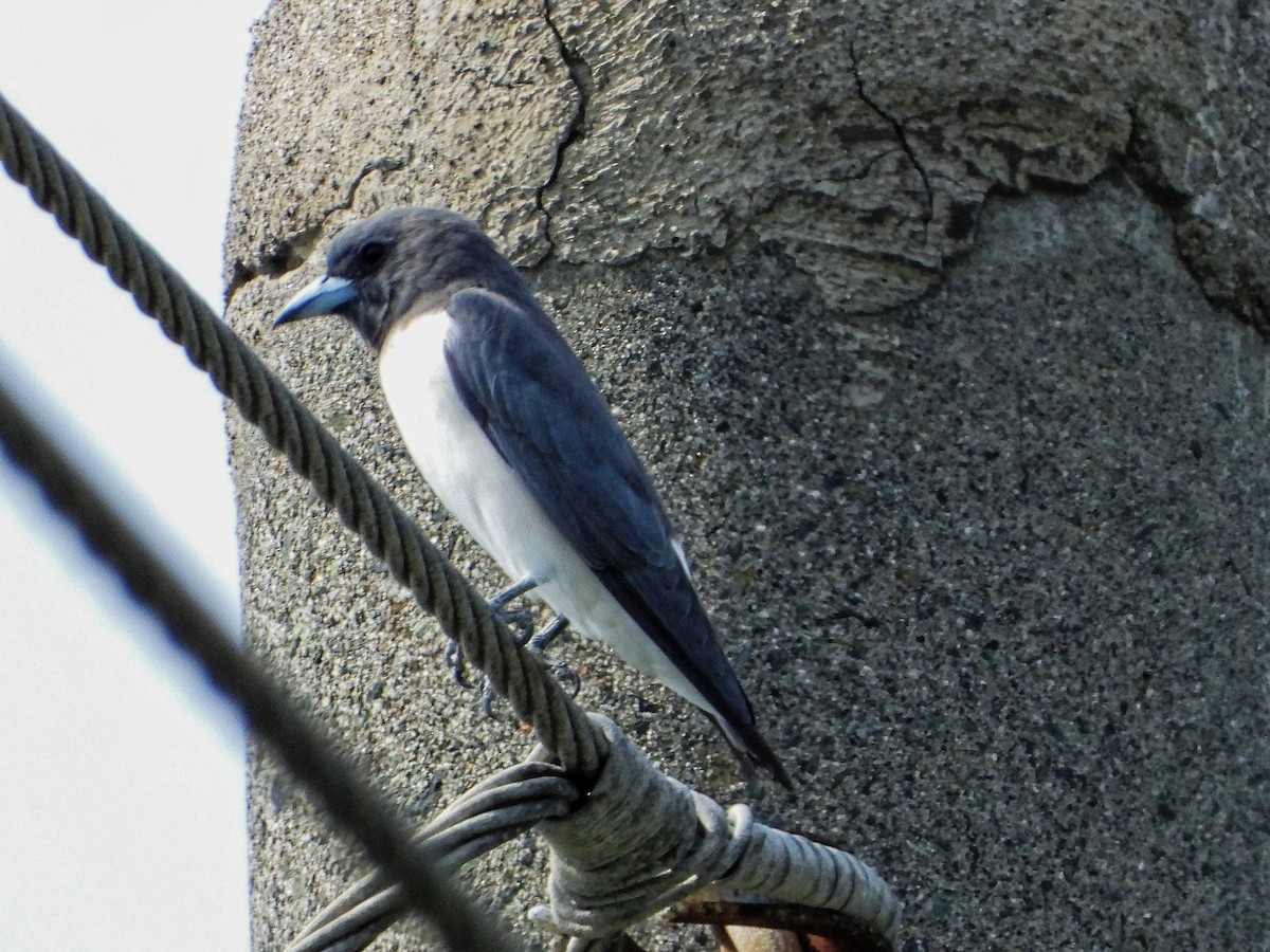 White-breasted Woodswallow - Ravi Iyengar