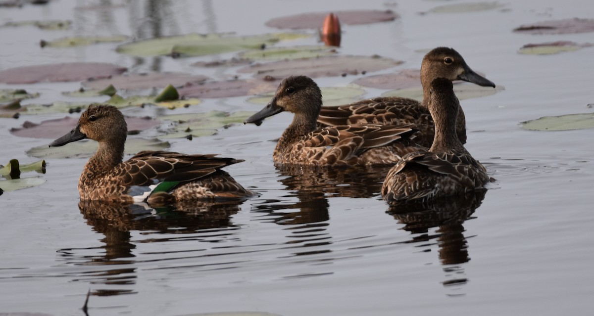 Blue-winged Teal - ML262911631