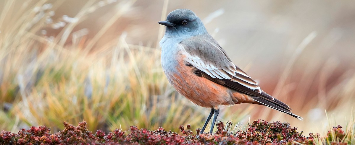 birds-of-the-world-cornell-lab-of-ornithology