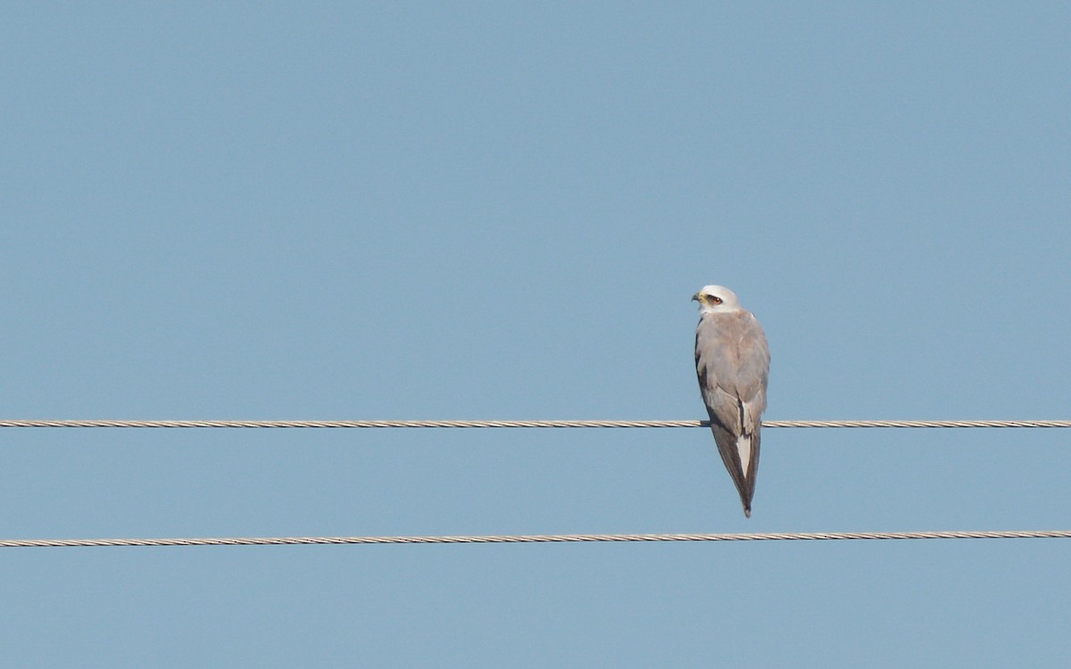White-tailed Kite - ML262912911