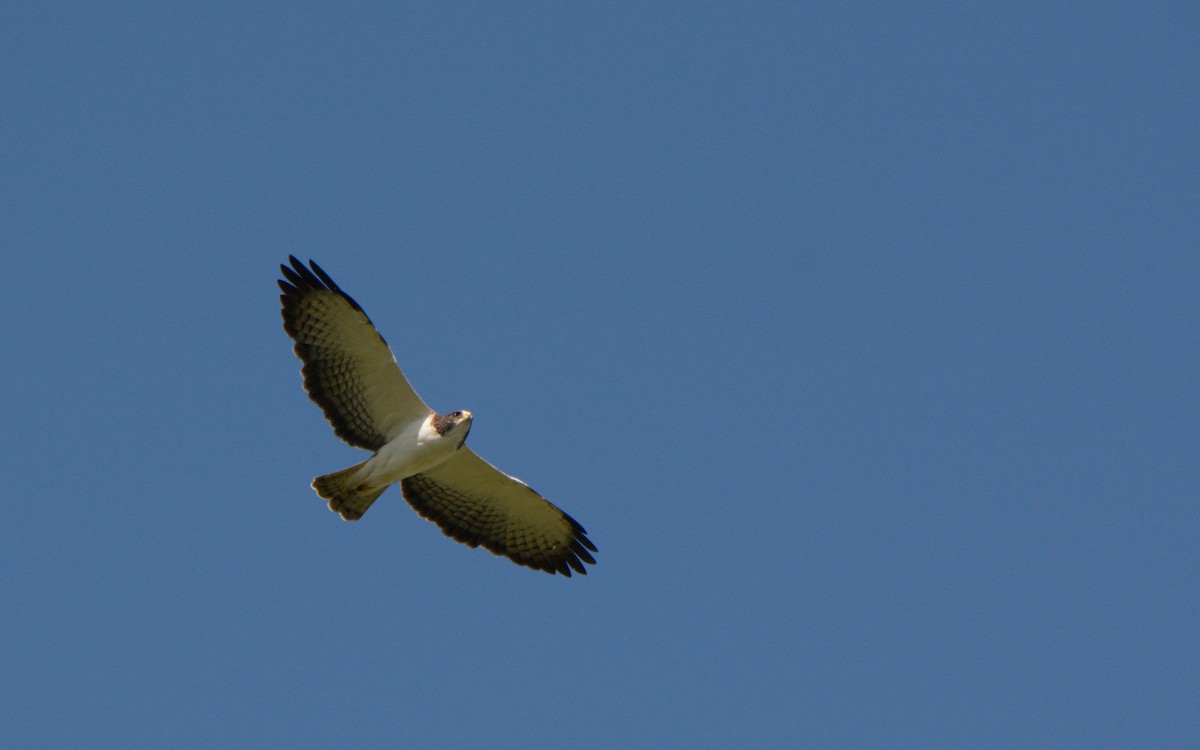 Short-tailed Hawk - Luis Trinchan