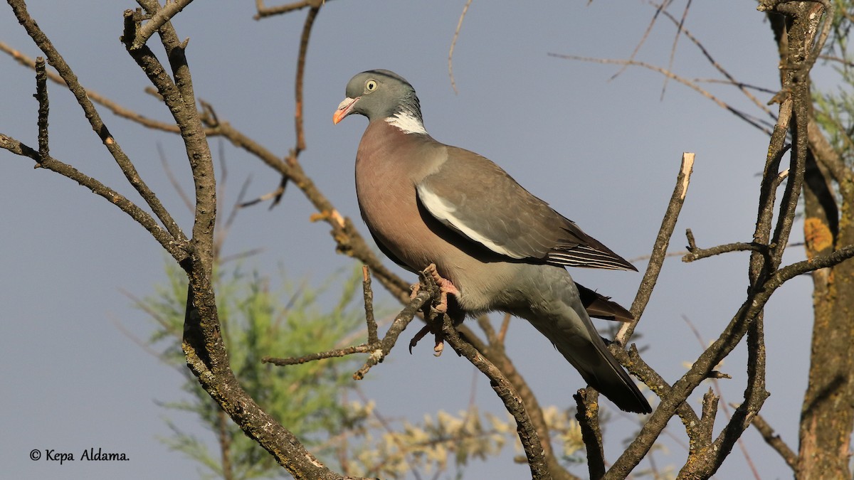 Common Wood-Pigeon - Kepa Aldama Beltza