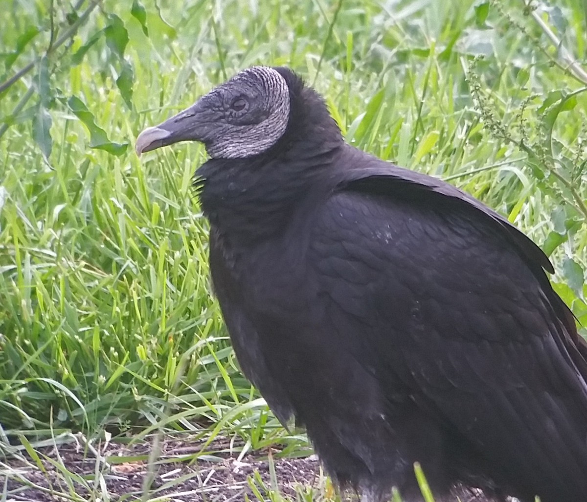 Black Vulture - Tom Edell