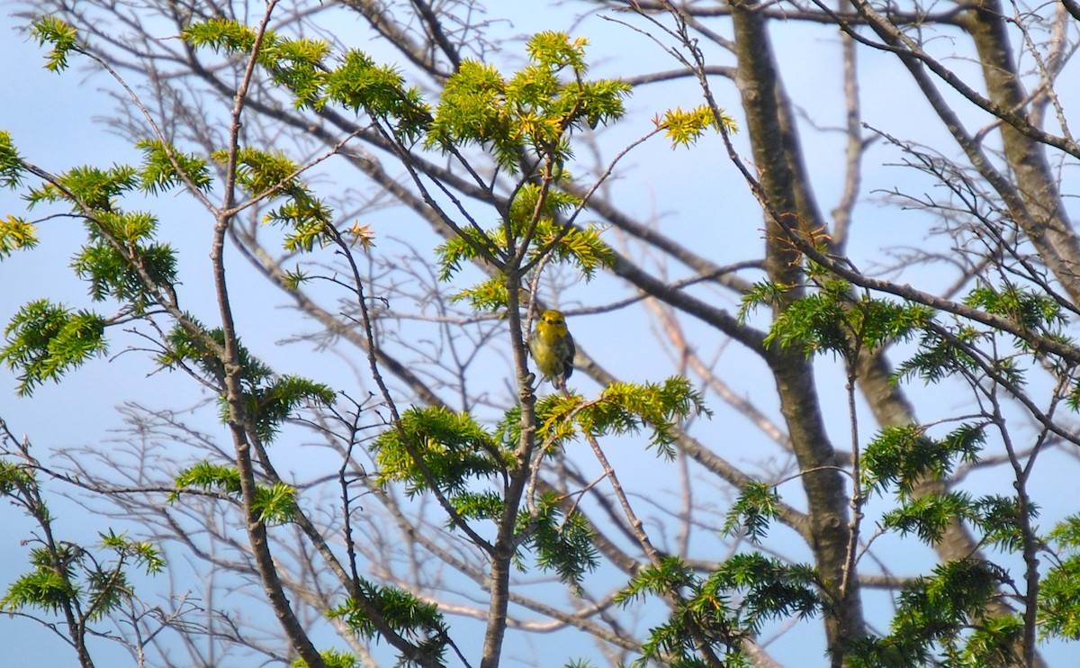 Black-throated Green Warbler - Andrew Kapinos