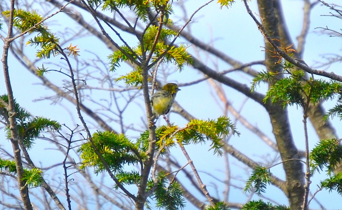 Black-throated Green Warbler - ML262930131
