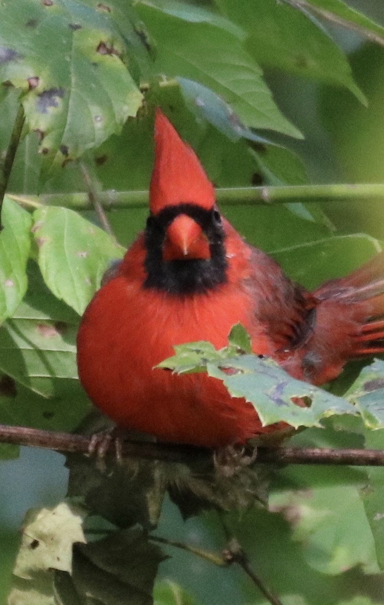 Cardinal rouge - ML262935501