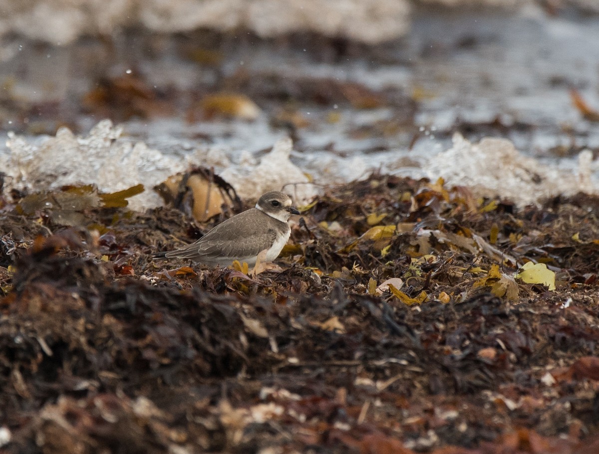 Semipalmated Plover - ML262938681