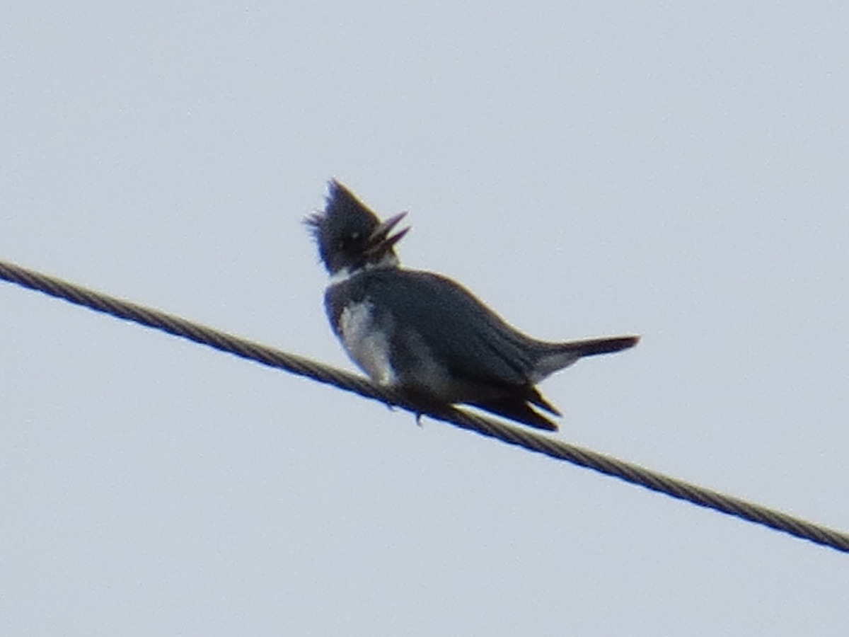 Belted Kingfisher - ML26293931