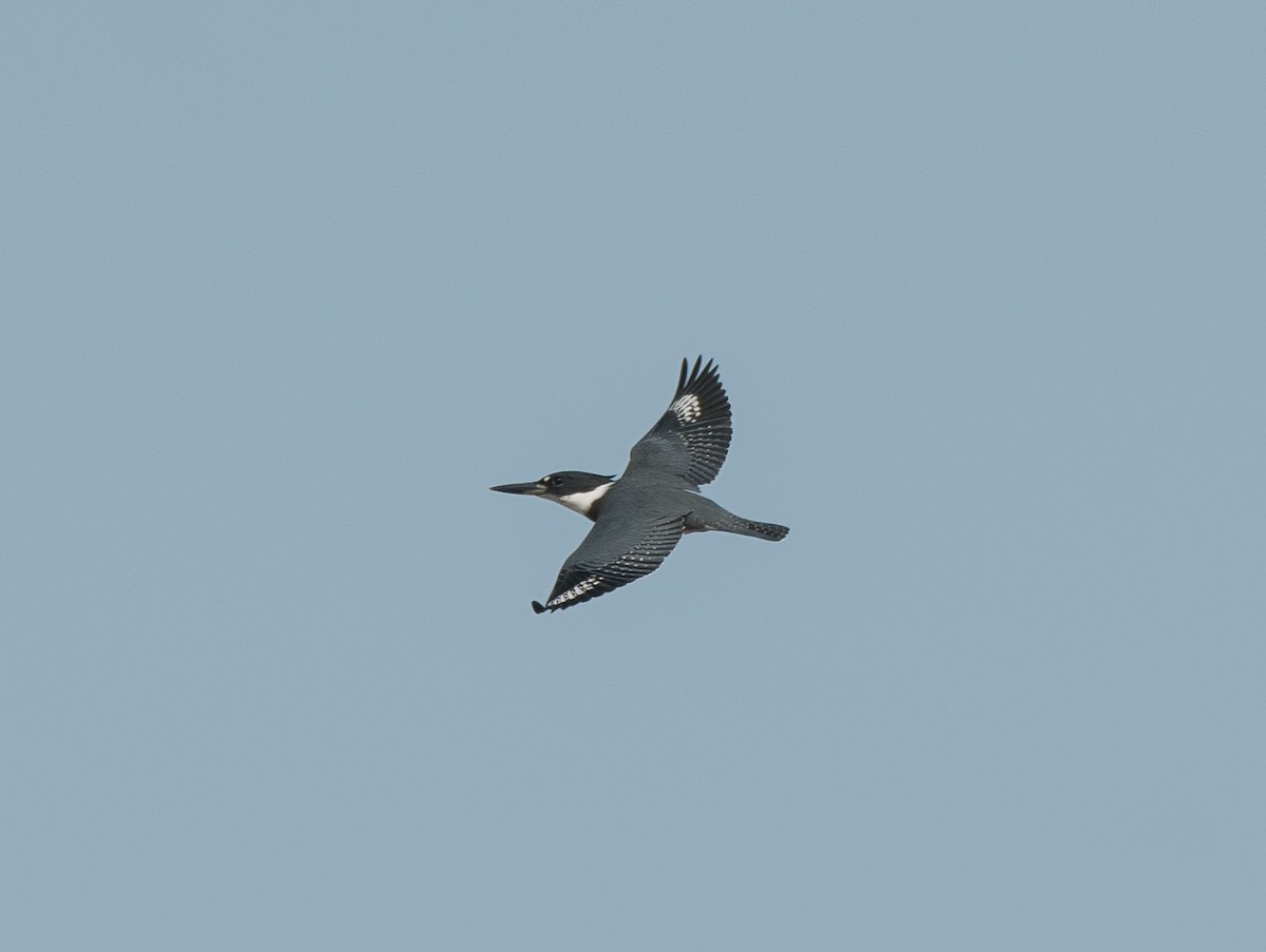 Belted Kingfisher - ML262940341