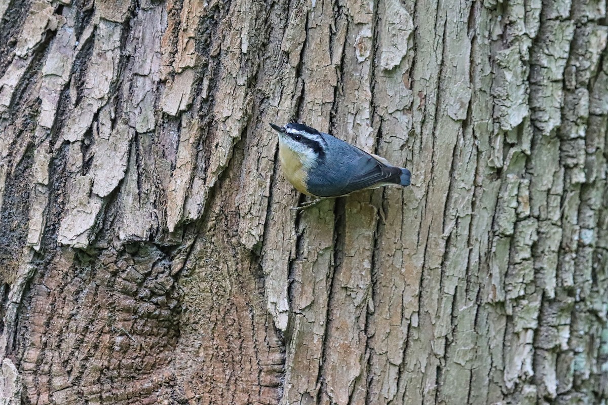 Red-breasted Nuthatch - ML262944801