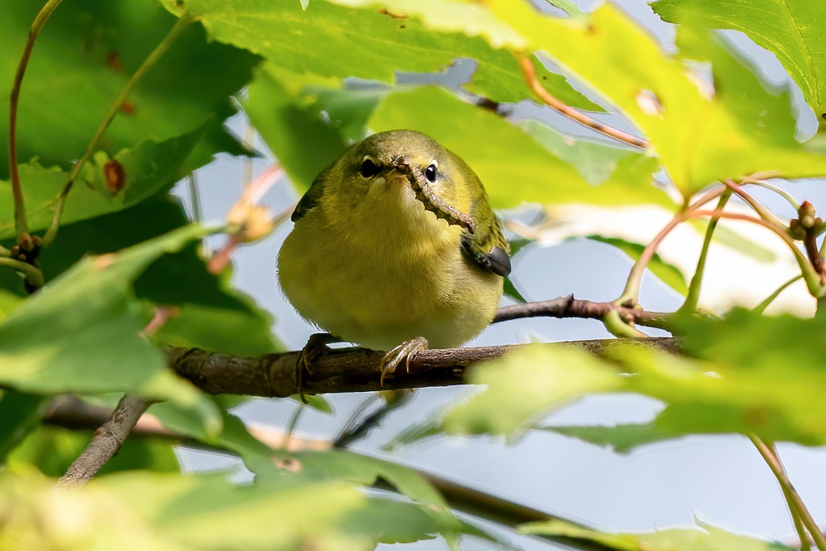 Tennessee Warbler - Brad Imhoff