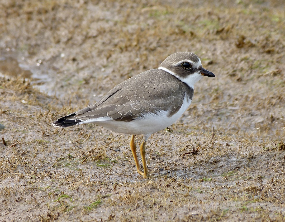 Semipalmated Plover - ML262953331