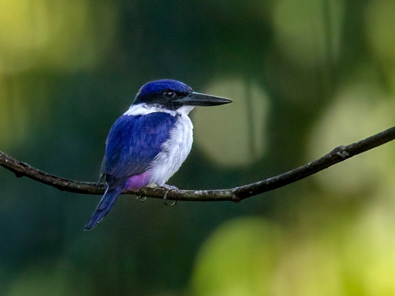 Ultramarine Kingfisher - Lars Petersson | My World of Bird Photography