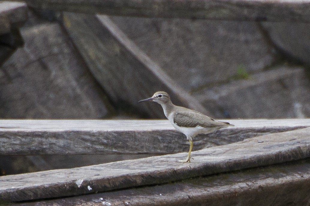 Spotted Sandpiper - Alexander Thomas
