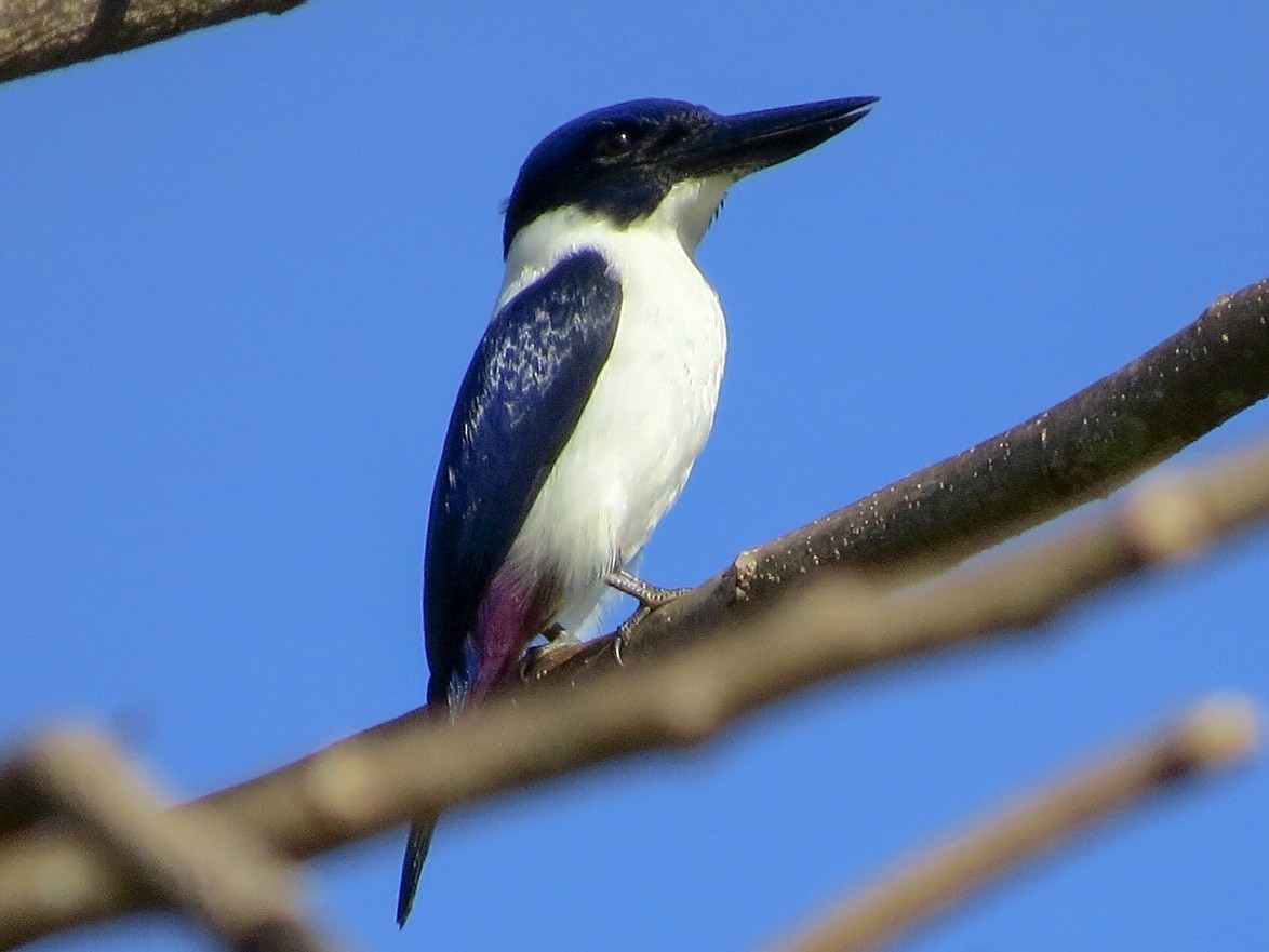 Ultramarine Kingfisher - Phil Gregory | Sicklebill Safaris | www.birder.travel