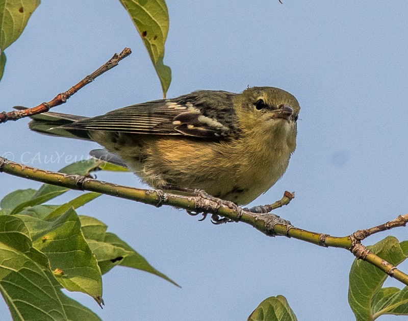 Bay-breasted Warbler - ML262964161