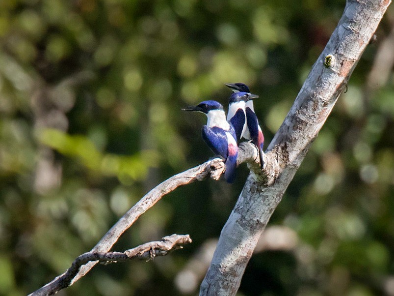 Ultramarine Kingfisher - Lars Petersson | My World of Bird Photography