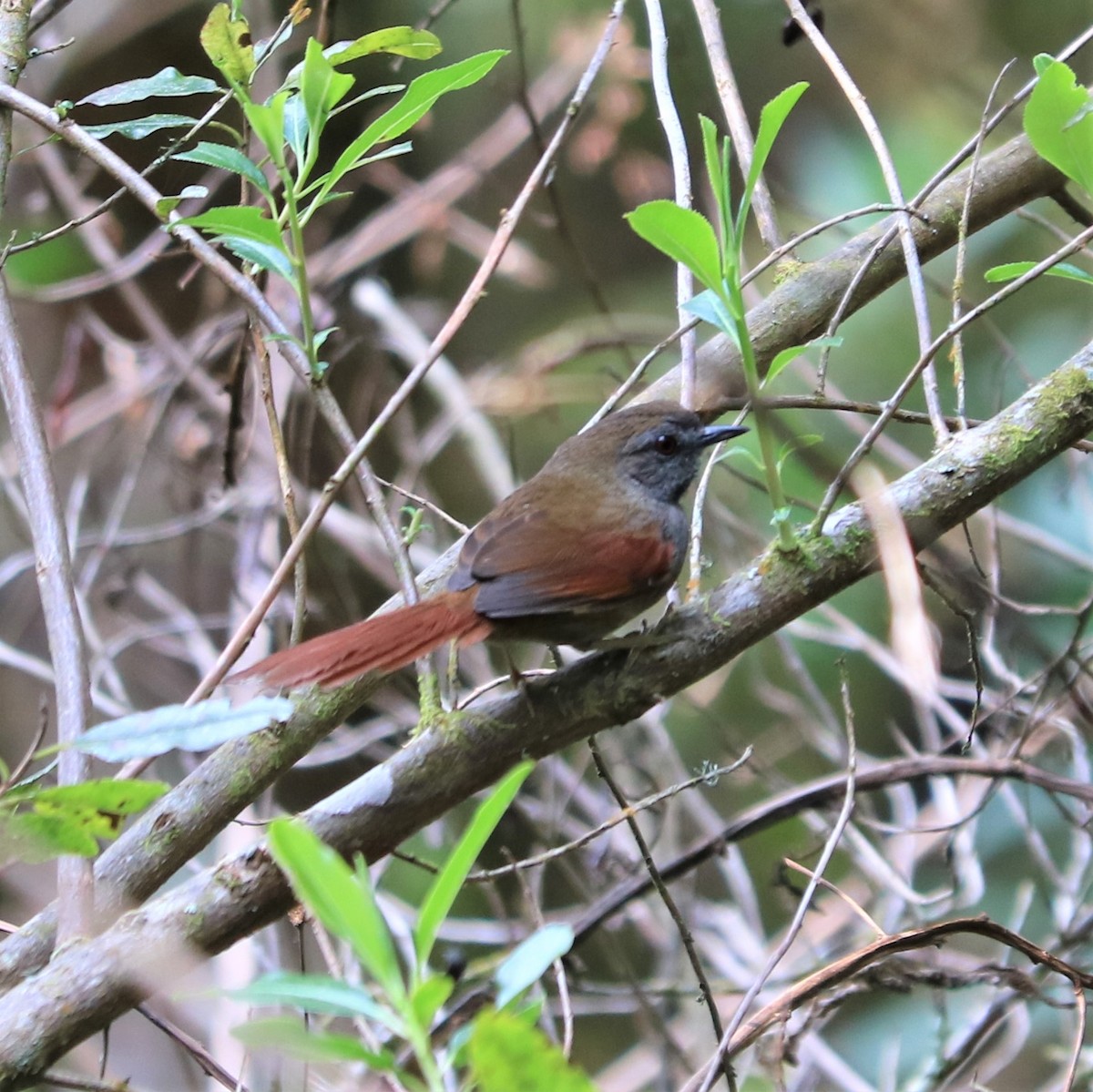 Gray-bellied Spinetail - ML262966711