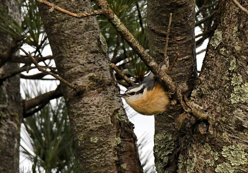 Red-breasted Nuthatch - ML262967831