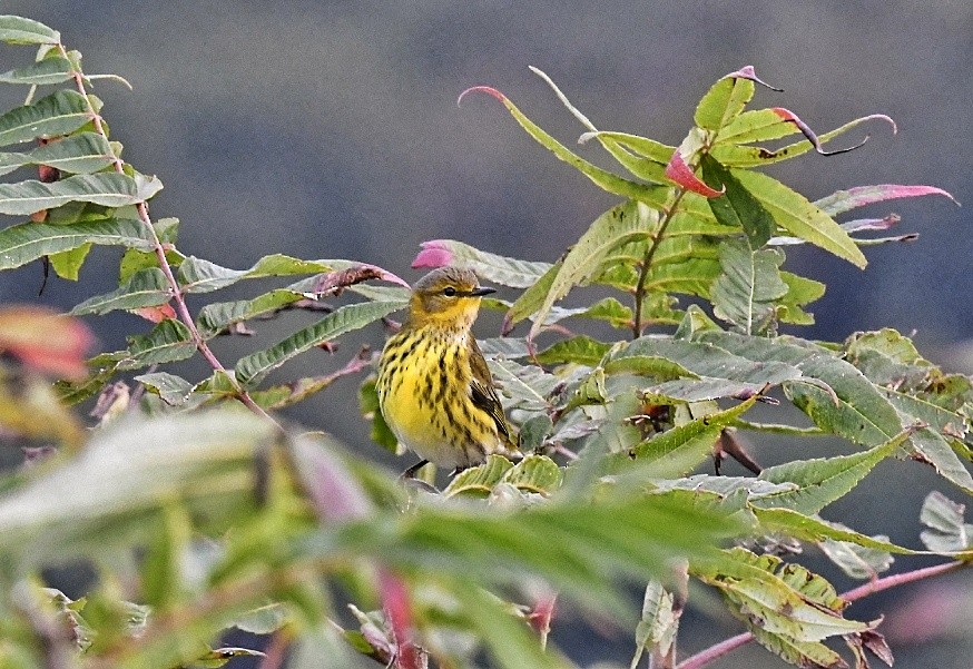 Cape May Warbler - ML262968701