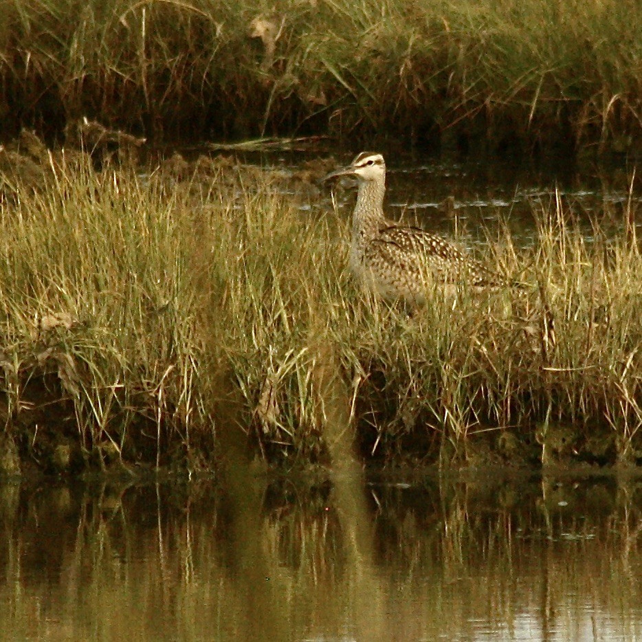 EBird Checklist - 15 Sep 2020 - Wellfleet Bay Wildlife Sanctuary (Mass ...