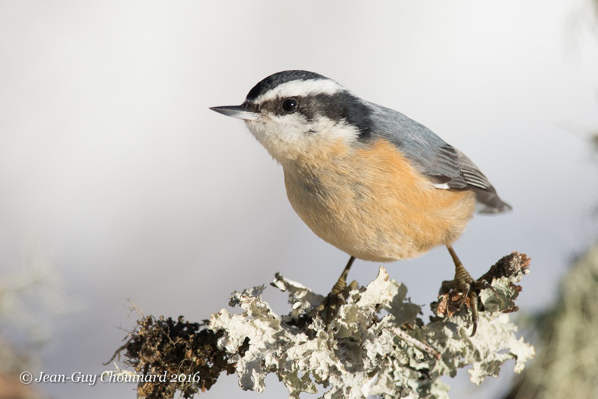Red-breasted Nuthatch - ML26297701