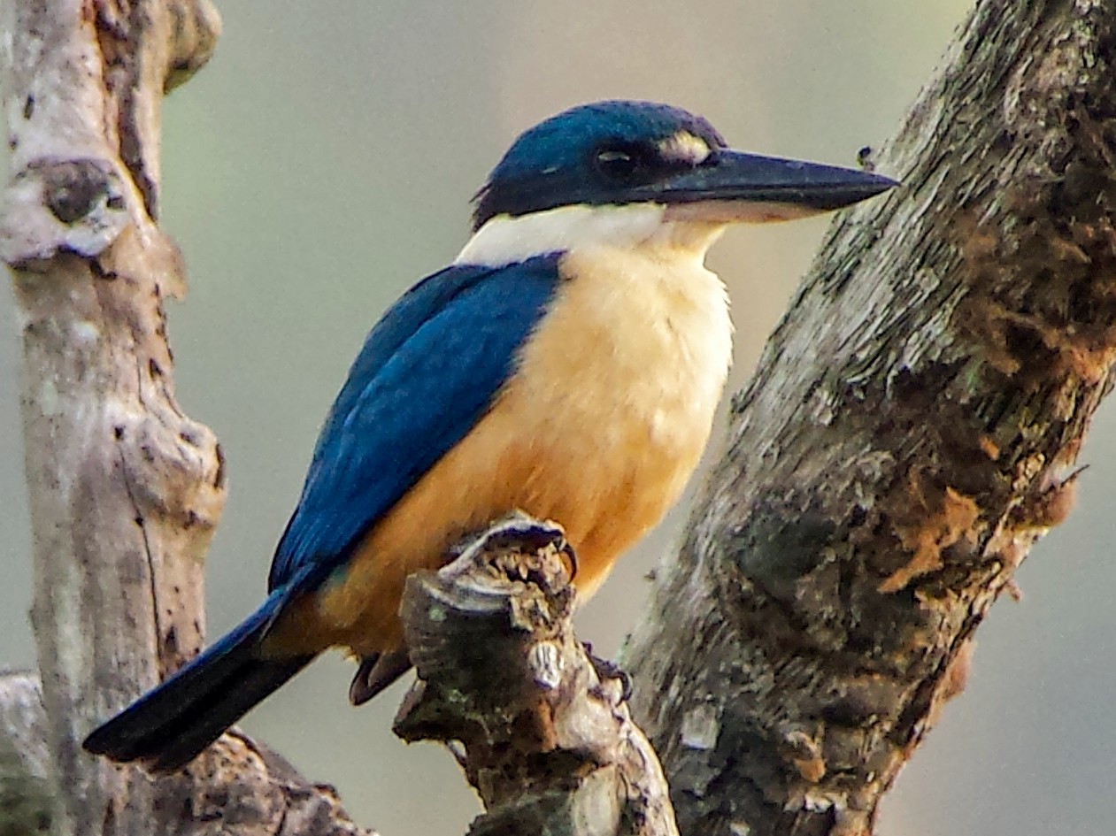 メラネシアショウビン Ebird