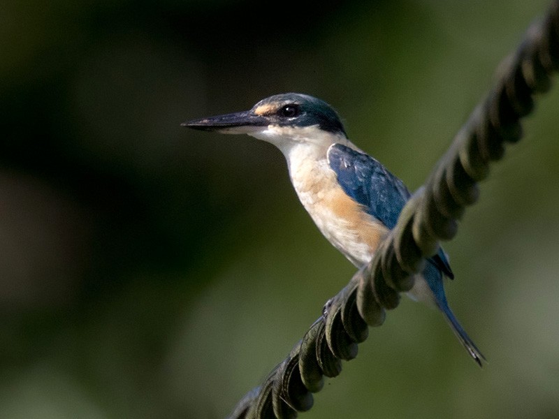 Melanesian Kingfisher - Lars Petersson