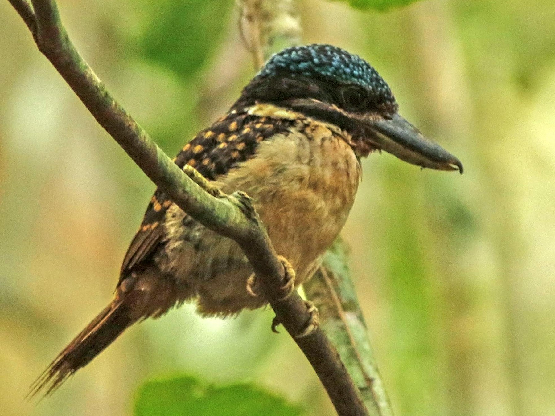 Hook-billed Kingfisher - David Beadle