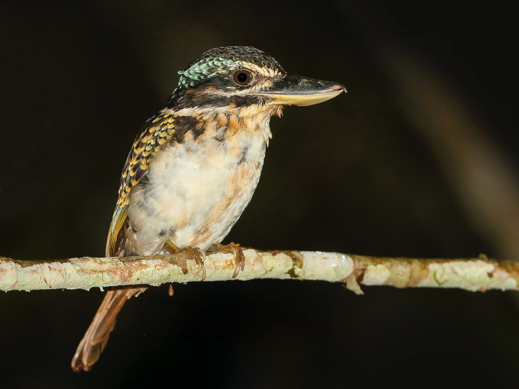 Hook-billed Kingfisher - Carlos Bocos