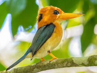  - Mountain Kingfisher