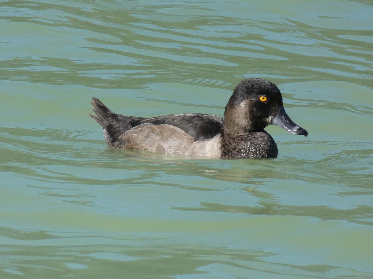 Ring-necked Duck - Dianne Leonhardt