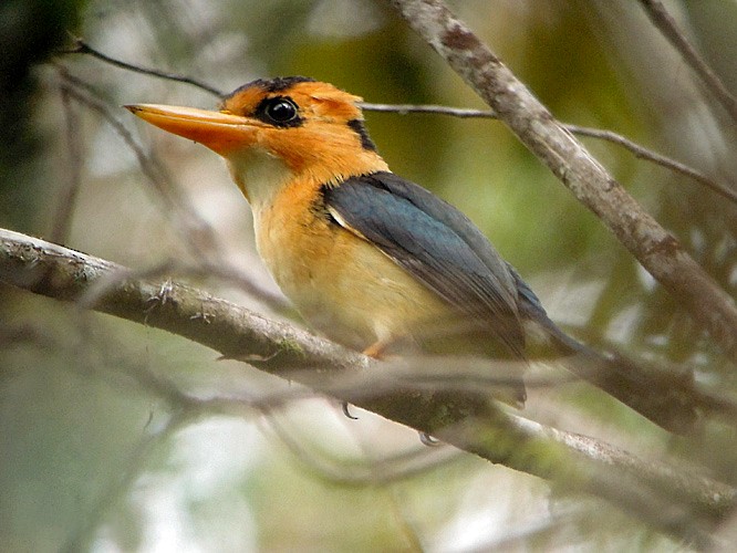 Mountain Kingfisher - Nik Borrow