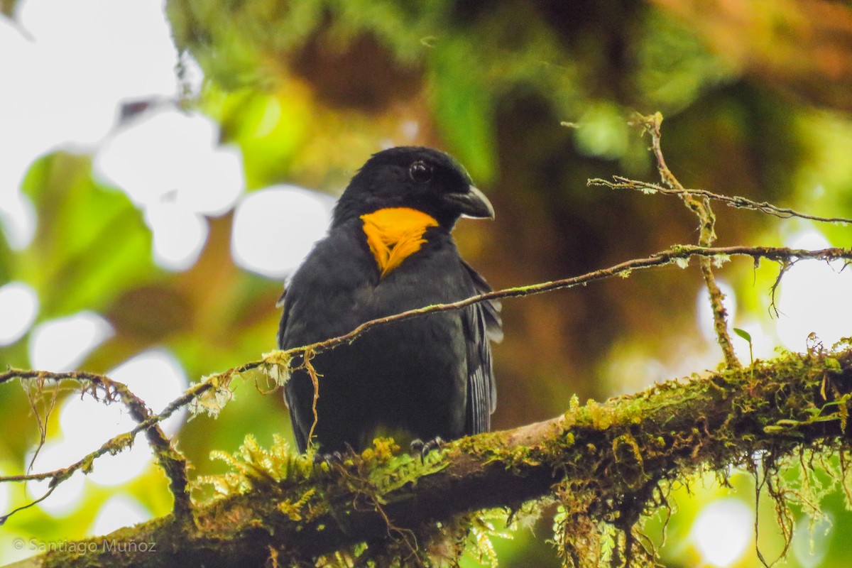 Golden-chested Tanager - ML262984801