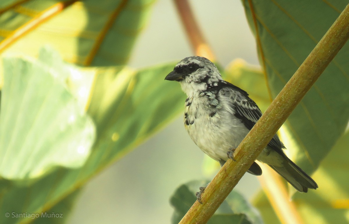Gray-and-gold Tanager - ML262986441