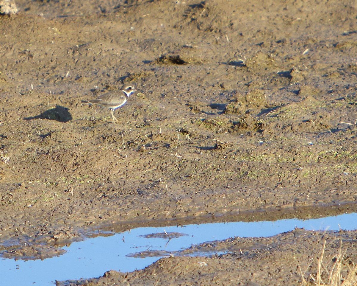Semipalmated Plover - ML262989481