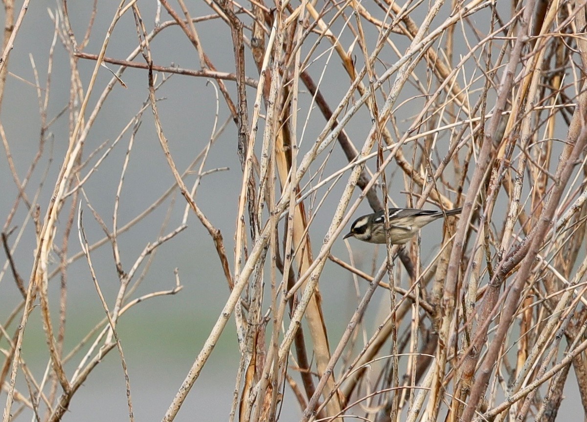 Black-throated Gray Warbler - Lynn Duncan