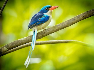  - Common Paradise-Kingfisher