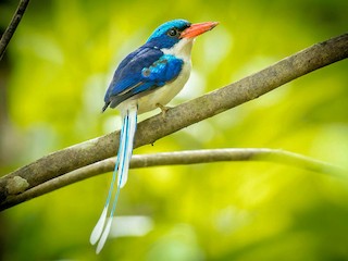 Common Paradise-Kingfisher - eBird