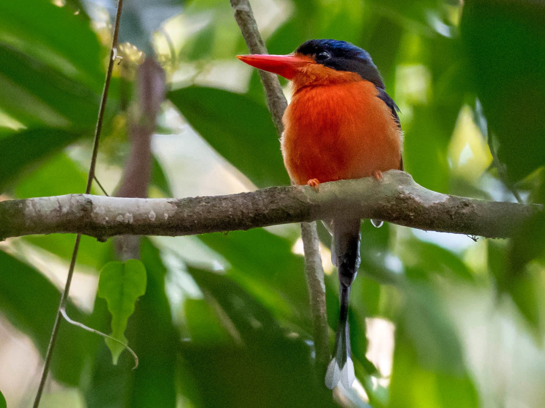 アカハララケットカワセミ Ebird