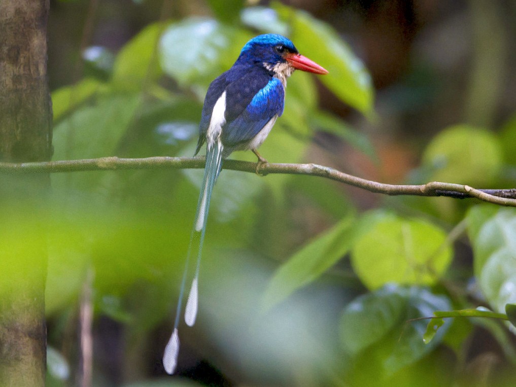Common Paradise-Kingfisher - Thierry NOGARO