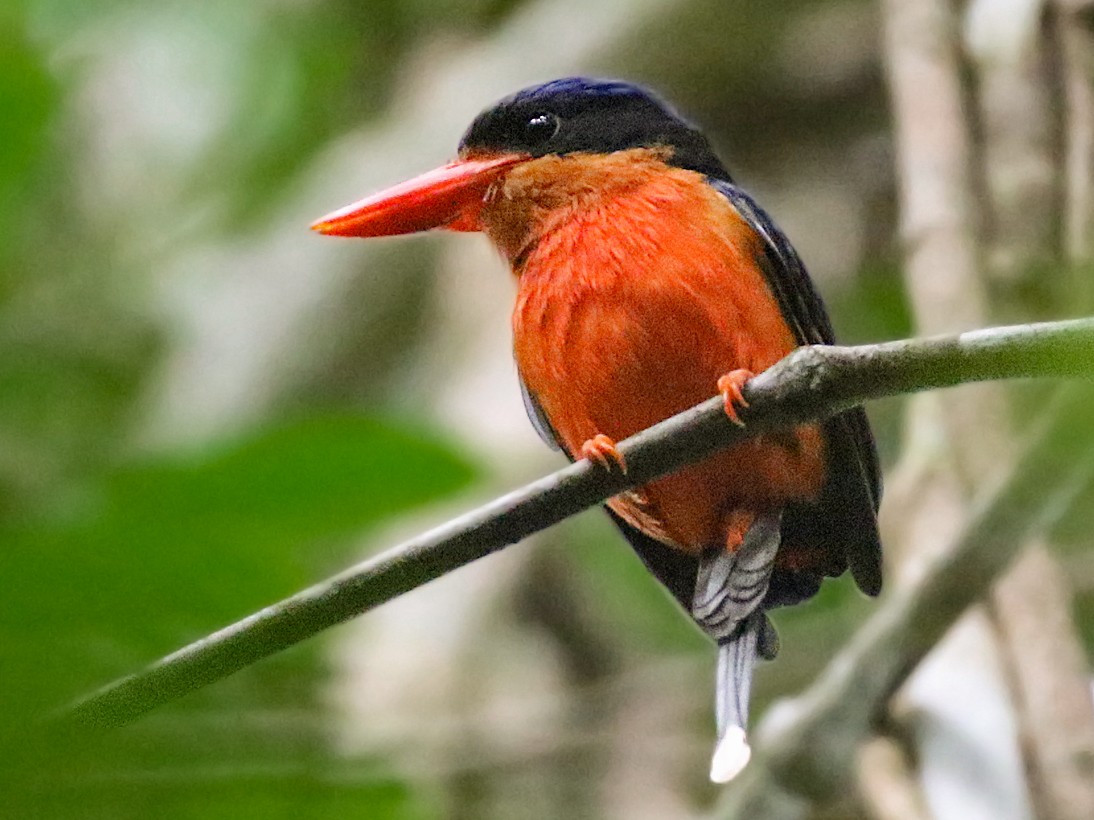 アカハララケットカワセミ Ebird