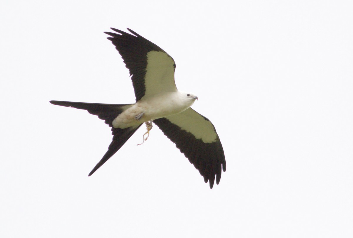 Swallow-tailed Kite - ML26299351