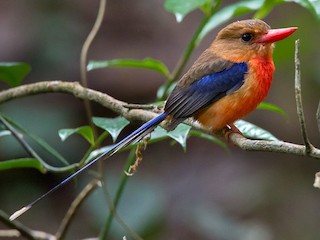 นกเต็มวัย - Lars Petersson | My World of Bird Photography - ML262994721