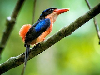  - Red-breasted Paradise-Kingfisher