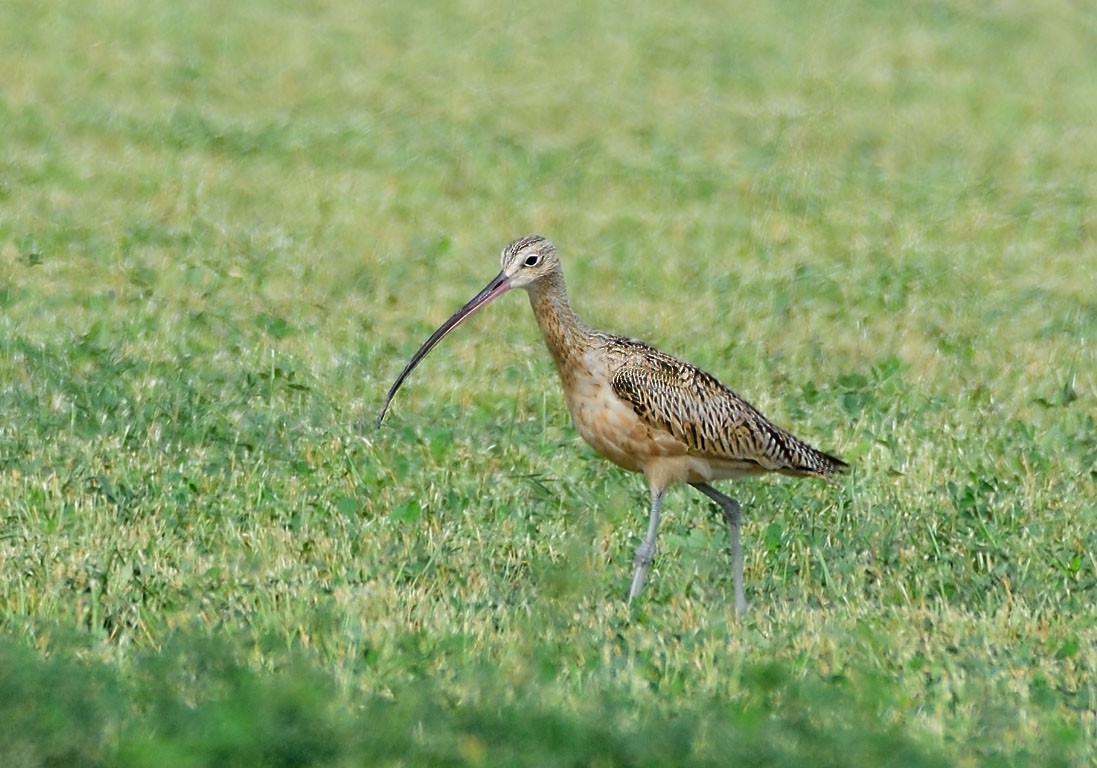 Long-billed Curlew - ML262998711