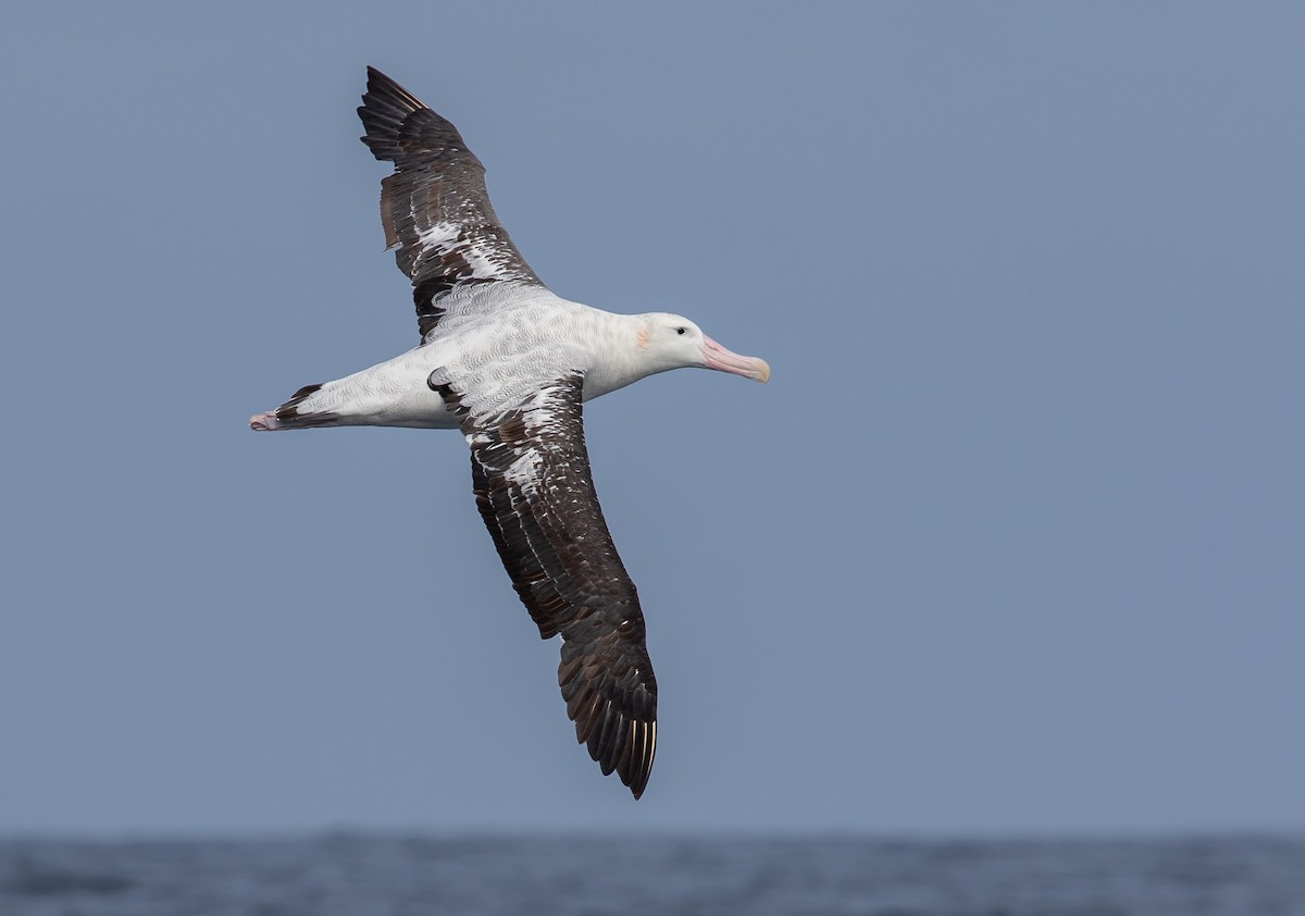 Snowy Albatross - Paul Brooks