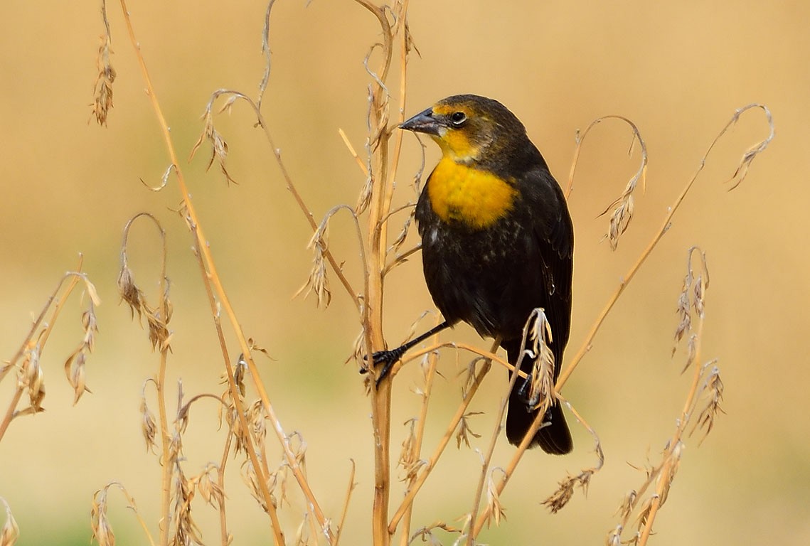 Yellow-headed Blackbird - ML262999131